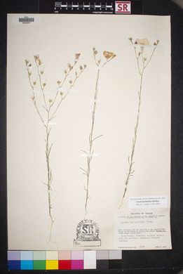 Linum berlandieri image