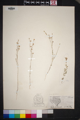 Linum aristatum image