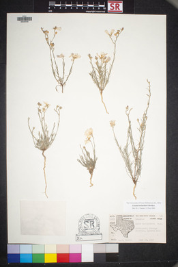 Linum berlandieri image