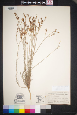 Linum berlandieri image