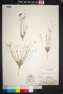 Linum berlandieri image