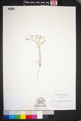 Linum berlandieri image