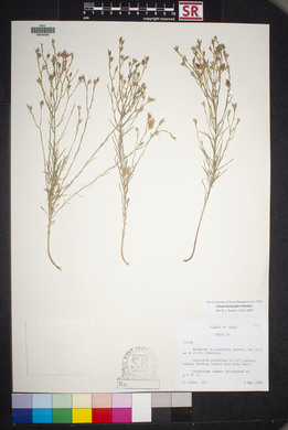 Linum berlandieri image