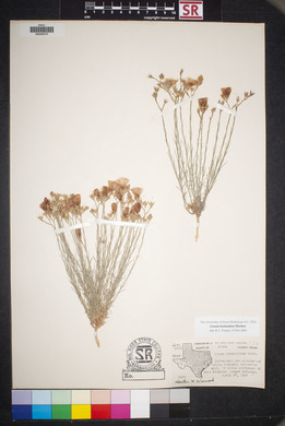 Linum berlandieri image