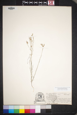 Linum berlandieri image