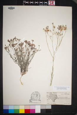 Linum berlandieri image