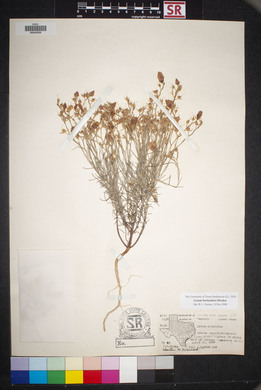 Linum berlandieri image