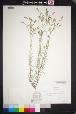 Linum berlandieri image