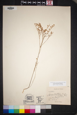 Linum berlandieri image