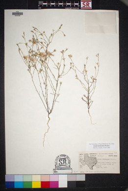 Linum berlandieri image