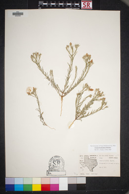 Linum berlandieri image