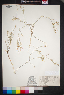 Linum berlandieri image