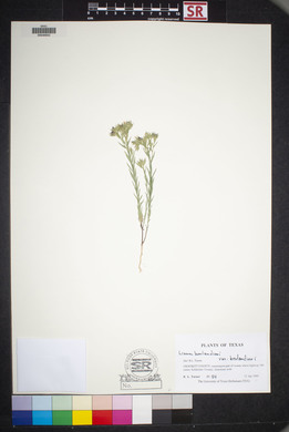 Linum berlandieri image