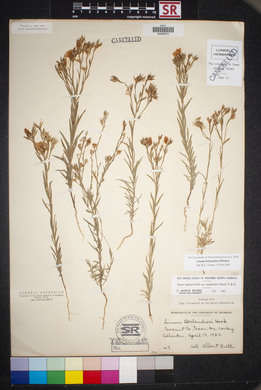 Linum berlandieri image