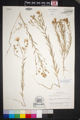 Linum berlandieri image