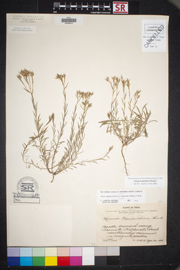 Linum berlandieri image