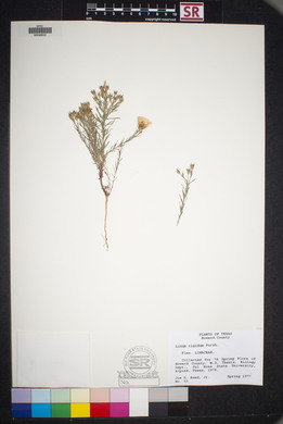 Linum rigidum image