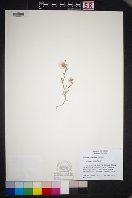 Linum rigidum image