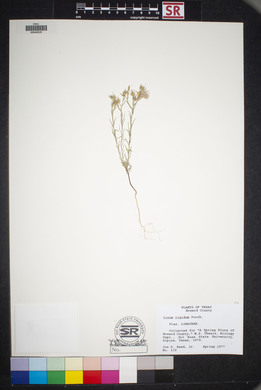 Linum rigidum image