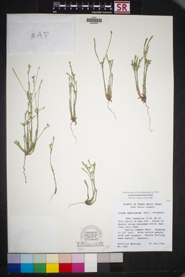 Linum hudsonioides image