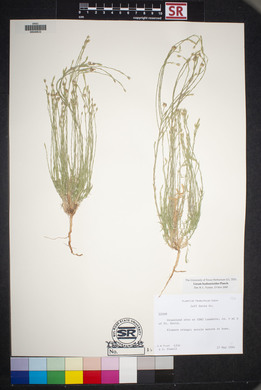 Linum hudsonioides image