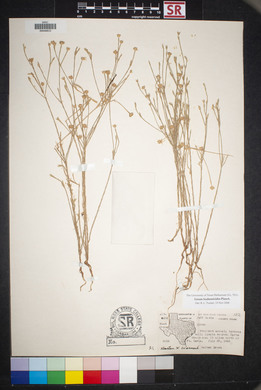 Linum hudsonioides image