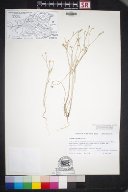 Linum hudsonioides image