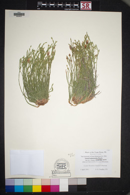 Linum hudsonioides image