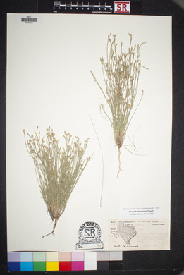 Linum hudsonioides image