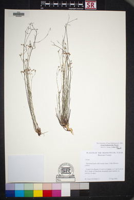 Linum hudsonioides image