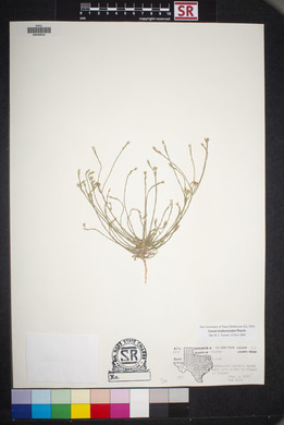 Linum hudsonioides image