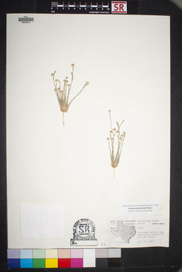 Linum hudsonioides image