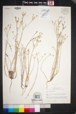 Linum sulcatum image