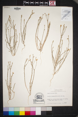 Linum imbricatum image