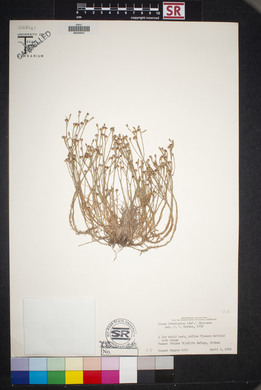 Linum imbricatum image