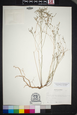 Linum rupestre image