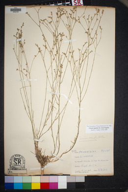 Linum rupestre image