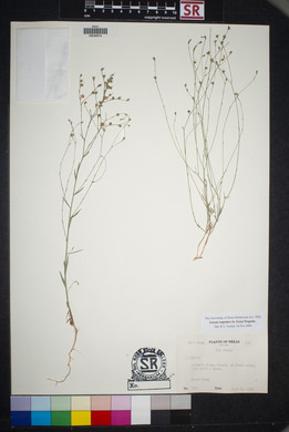 Linum rupestre image