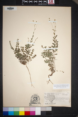 Linum schiedeanum image