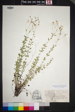 Linum schiedeanum image