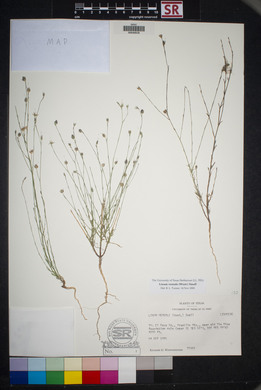 Linum vernale image