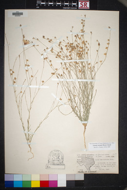 Linum vernale image