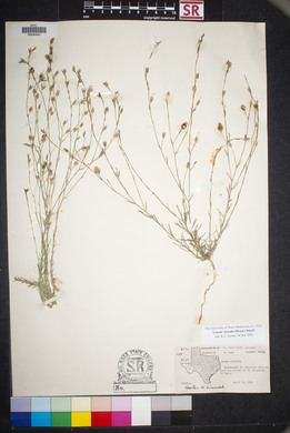 Linum vernale image