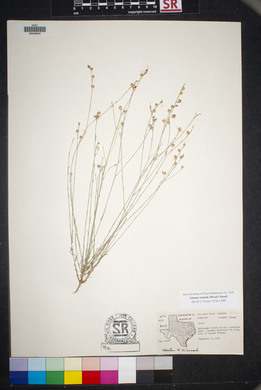 Linum vernale image