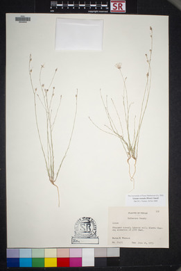 Linum vernale image