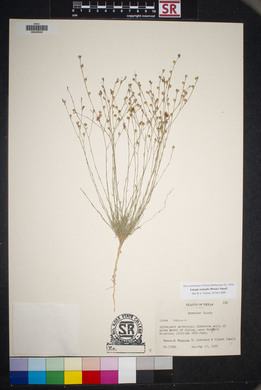 Linum vernale image