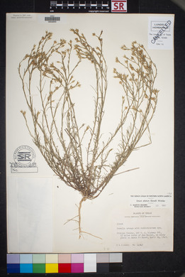 Linum alatum image