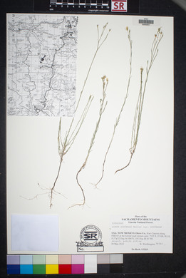 Linum australe var. australe image