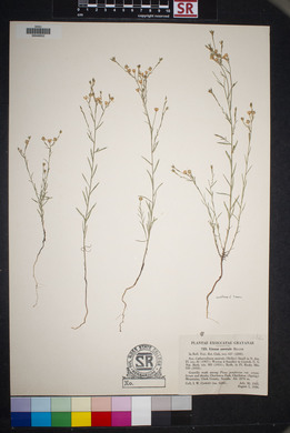 Linum australe image