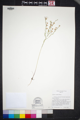 Linum rigidum image